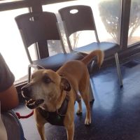 Brighton Park Animal Hospital ico
