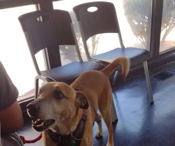 Brighton Park Animal Hospital