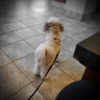 Uptown Animal Hospital ico