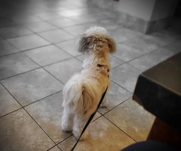 Uptown Animal Hospital