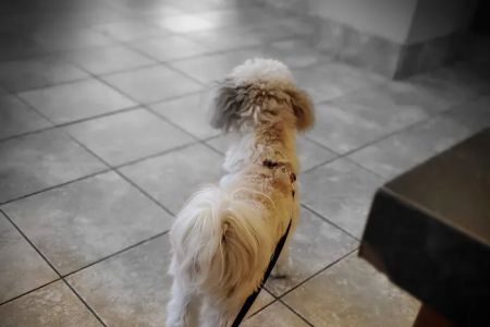 Uptown Animal Hospital