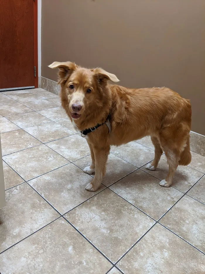Uptown Animal Hospital 12