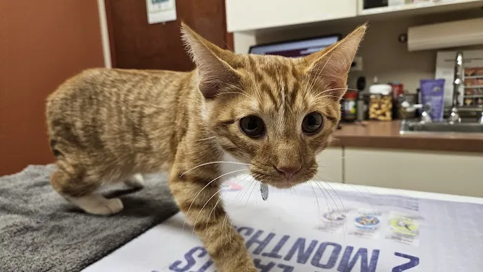 Uptown Animal Hospital 12