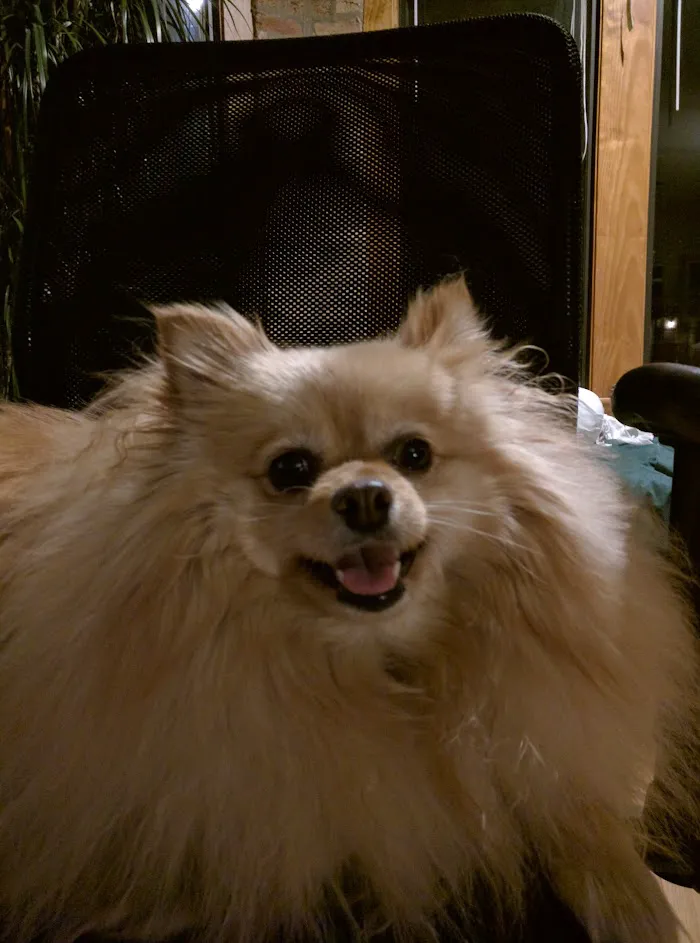 Uptown Animal Hospital 12
