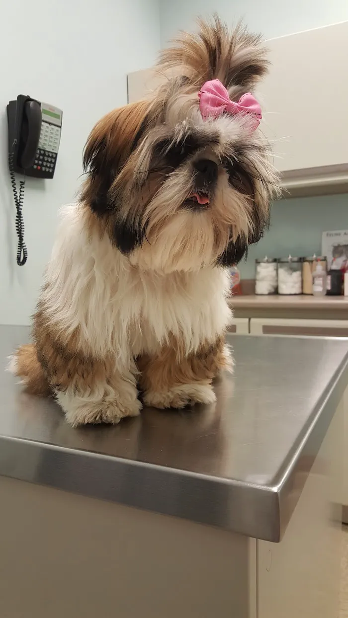 Ravenswood Animal Hospital LLC 12