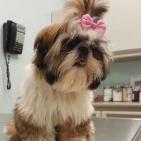 Ravenswood Animal Hospital LLC ico
