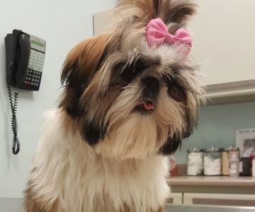 Ravenswood Animal Hospital LLC