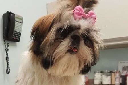Ravenswood Animal Hospital LLC