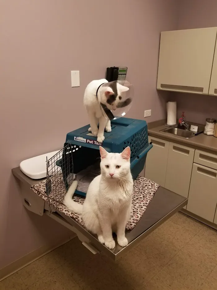 Ravenswood Animal Hospital LLC 12
