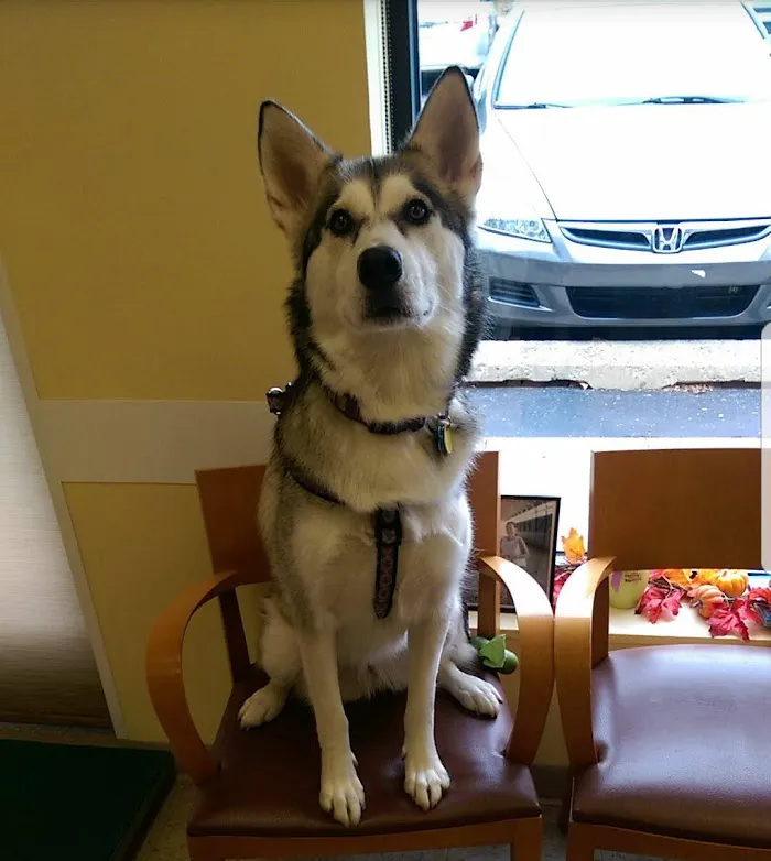 Ravenswood Animal Hospital LLC 12
