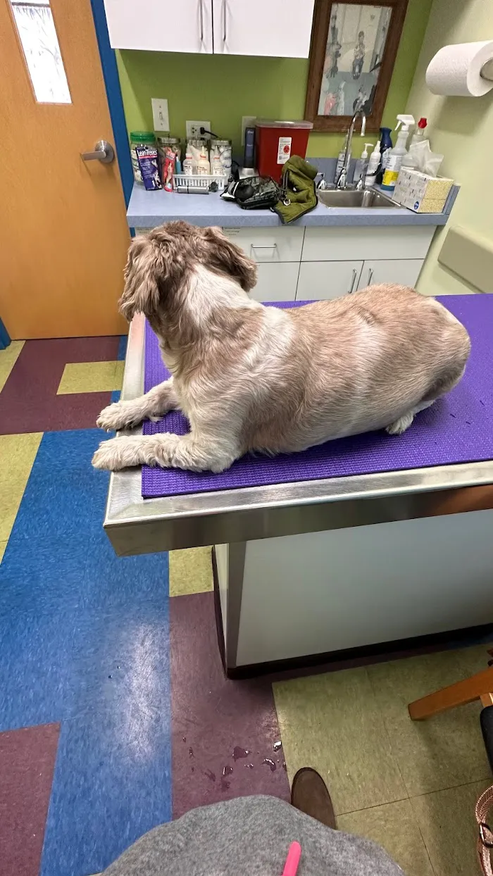 Portage Park Animal Hospital 12