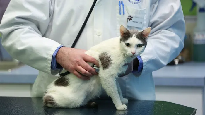 Portage Park Animal Hospital 12