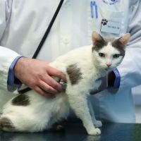 Portage Park Animal Hospital ico