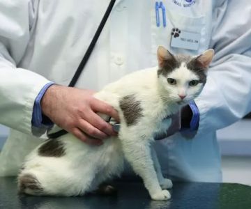 Portage Park Animal Hospital