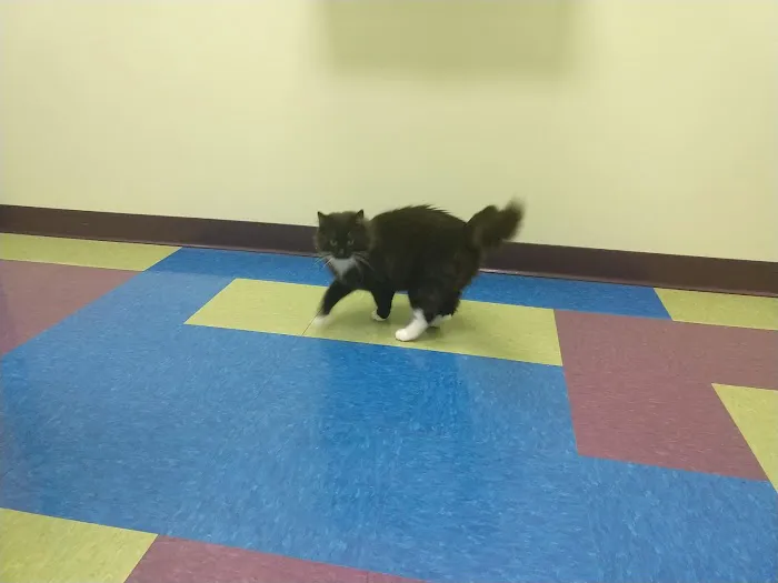 Portage Park Animal Hospital 12