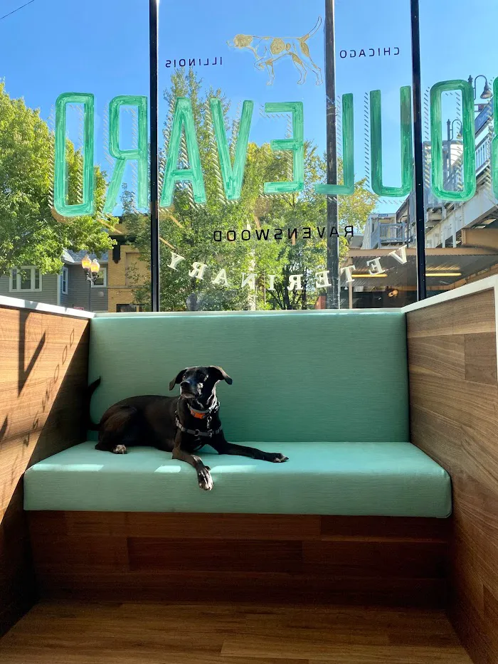 BLVD Vet Ravenswood 12