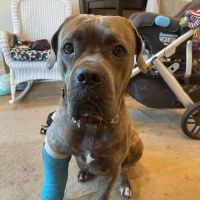 BLVD Vet Ravenswood ico