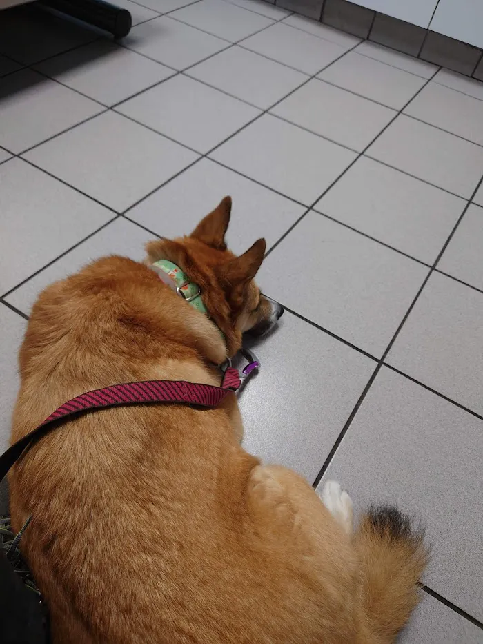 Mayfair Animal Clinic PC - Chicago, IL 12