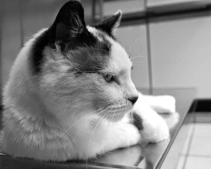 Mayfair Animal Clinic PC - Chicago, IL 12