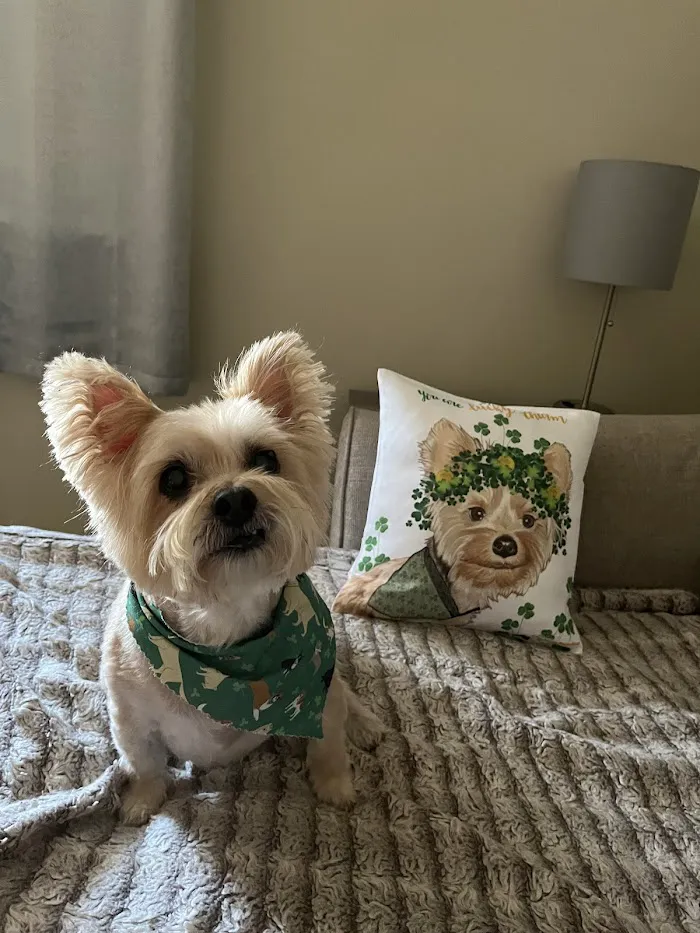 Mayfair Animal Clinic PC - Chicago, IL 12