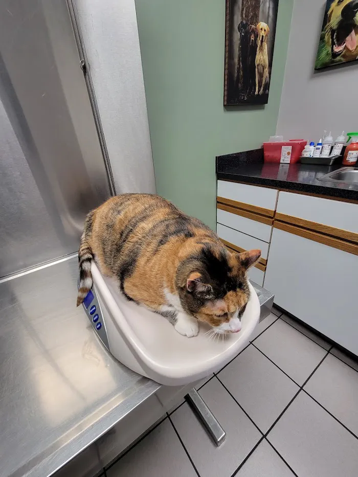Mayfair Animal Clinic PC - Chicago, IL 12