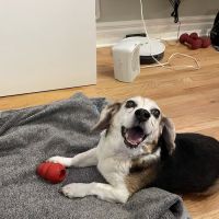 Paws and Feathers Emergency Hospital ico