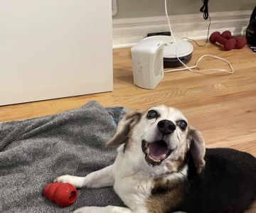 Paws and Feathers Emergency Hospital