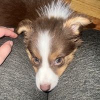 Fullerton Animal Clinic ico