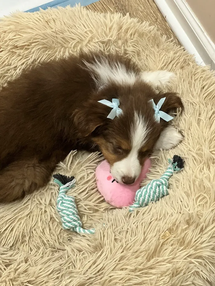 Fullerton Animal Clinic 12