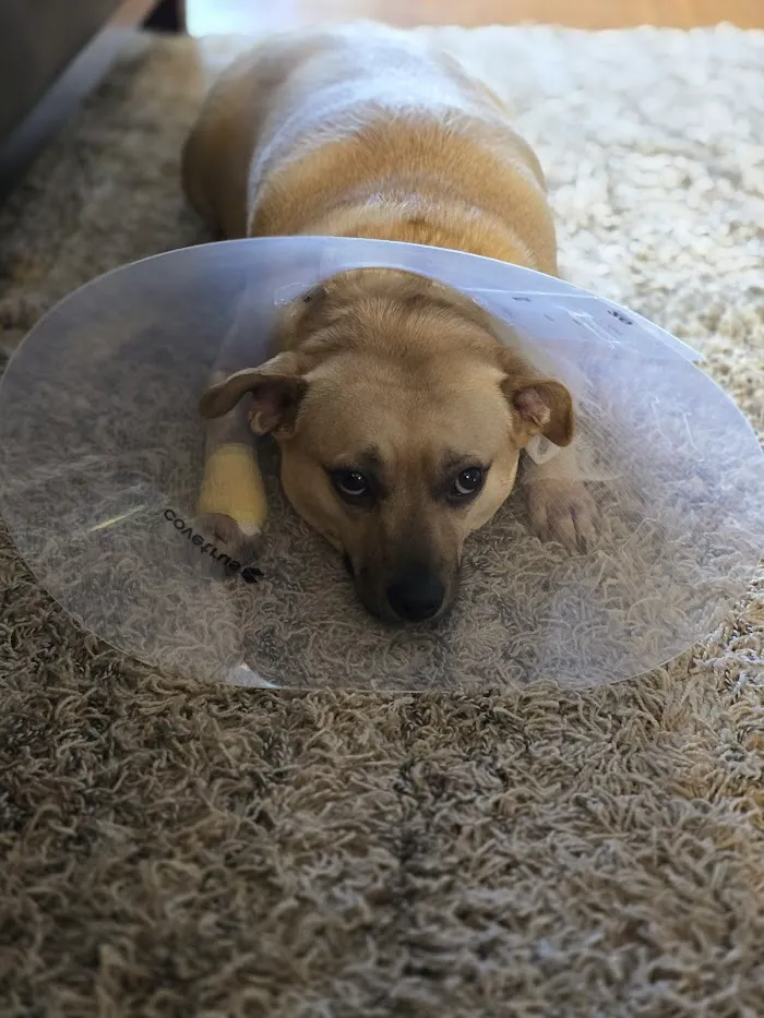Fullerton Animal Clinic 12