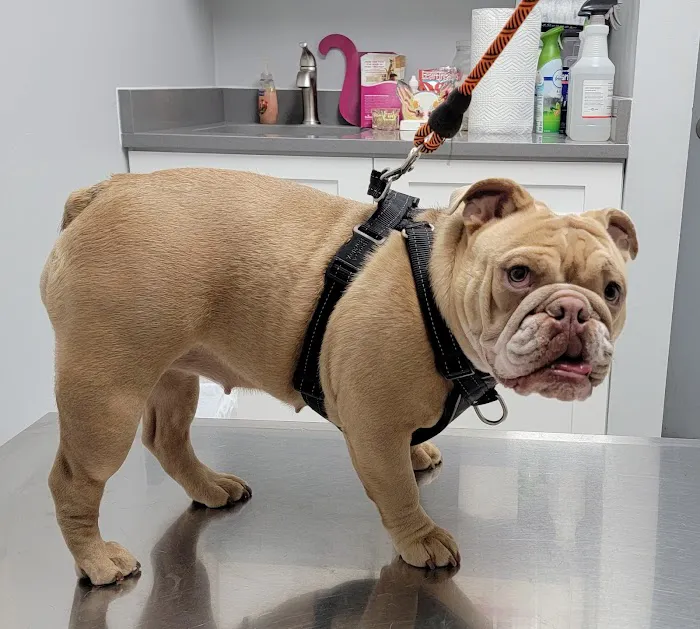 Fullerton Animal Clinic 12