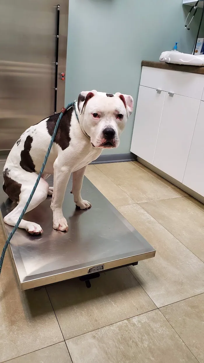 Forest Glen Animal Hospital 12
