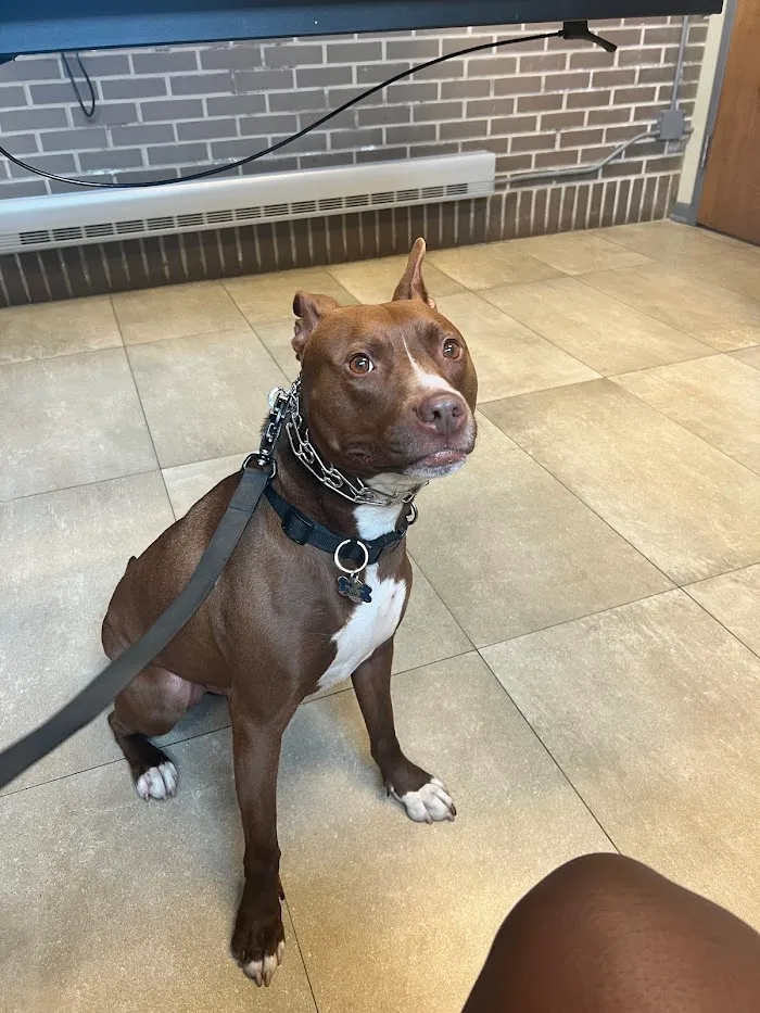 Forest Glen Animal Hospital 12