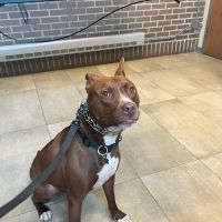 Forest Glen Animal Hospital ico