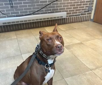 Forest Glen Animal Hospital