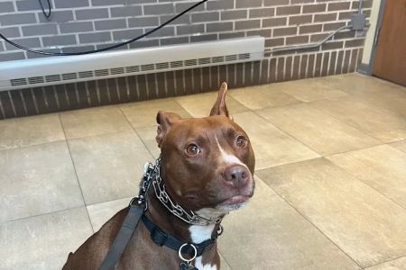 Forest Glen Animal Hospital