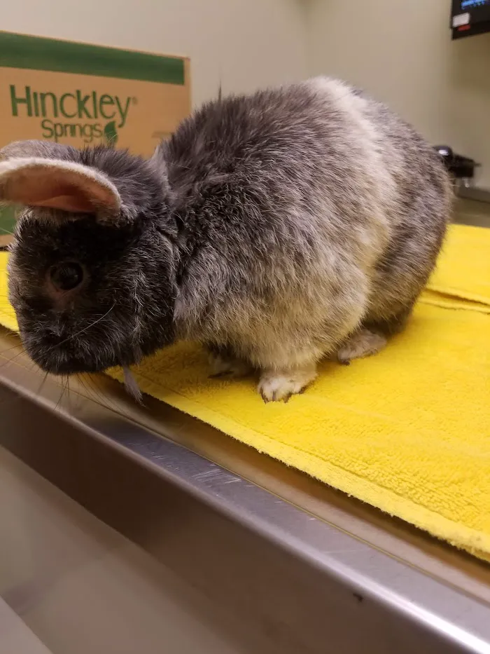 Forest Glen Animal Hospital 12