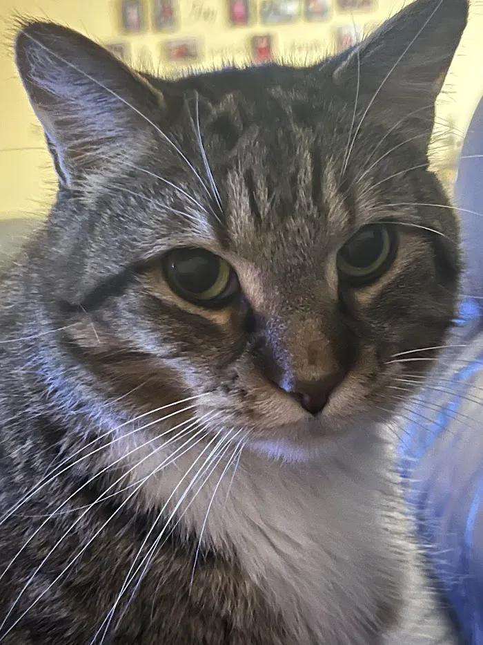 Forest Glen Animal Hospital 12