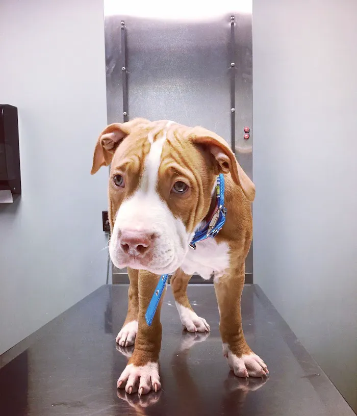 Forest Glen Animal Hospital 12