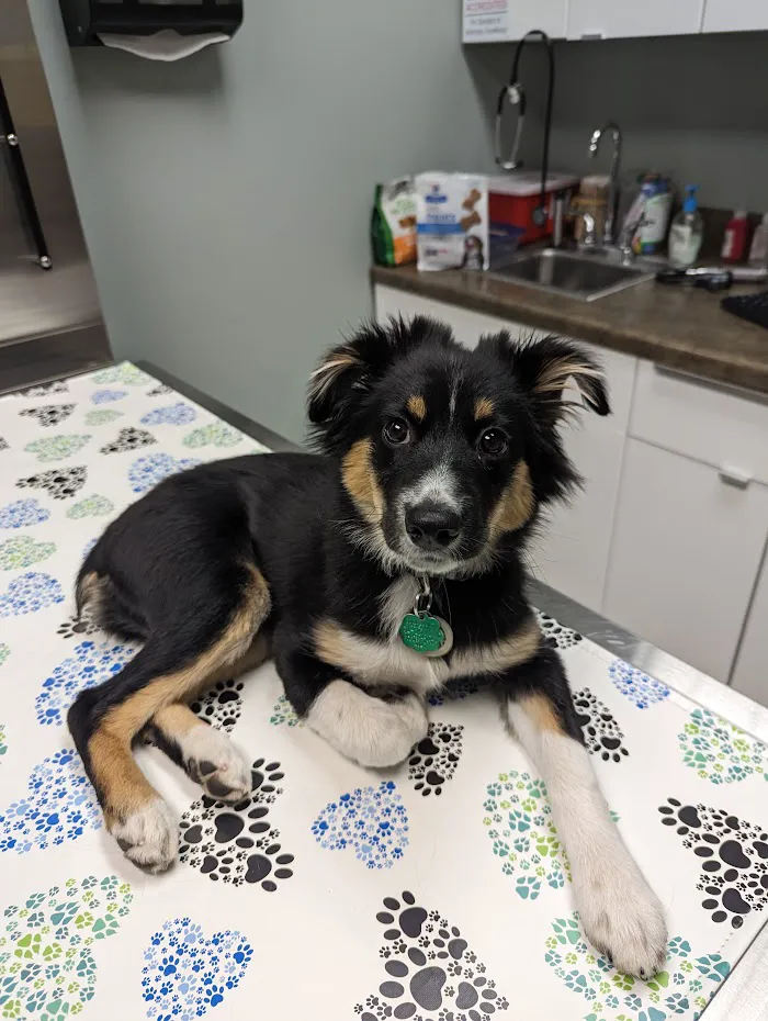 Forest Glen Animal Hospital 12