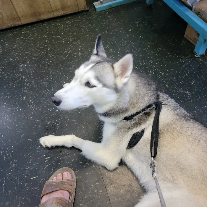Seligman Animal Hospital 12