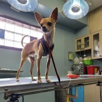 Seligman Animal Hospital ico