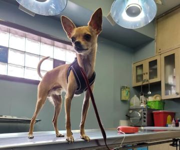 Seligman Animal Hospital