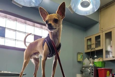 Seligman Animal Hospital