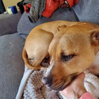 The Royal Treatment Veterinary Center ico