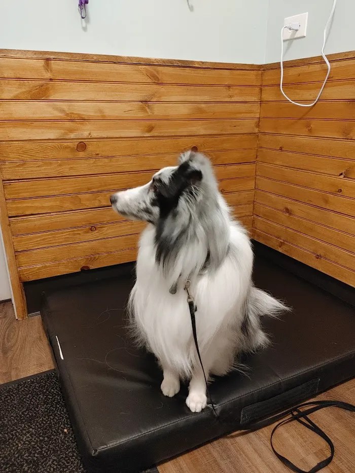 The Royal Treatment Veterinary Center 10