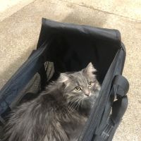 Wrigleyville Veterinary Center ico