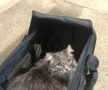 Wrigleyville Veterinary Center