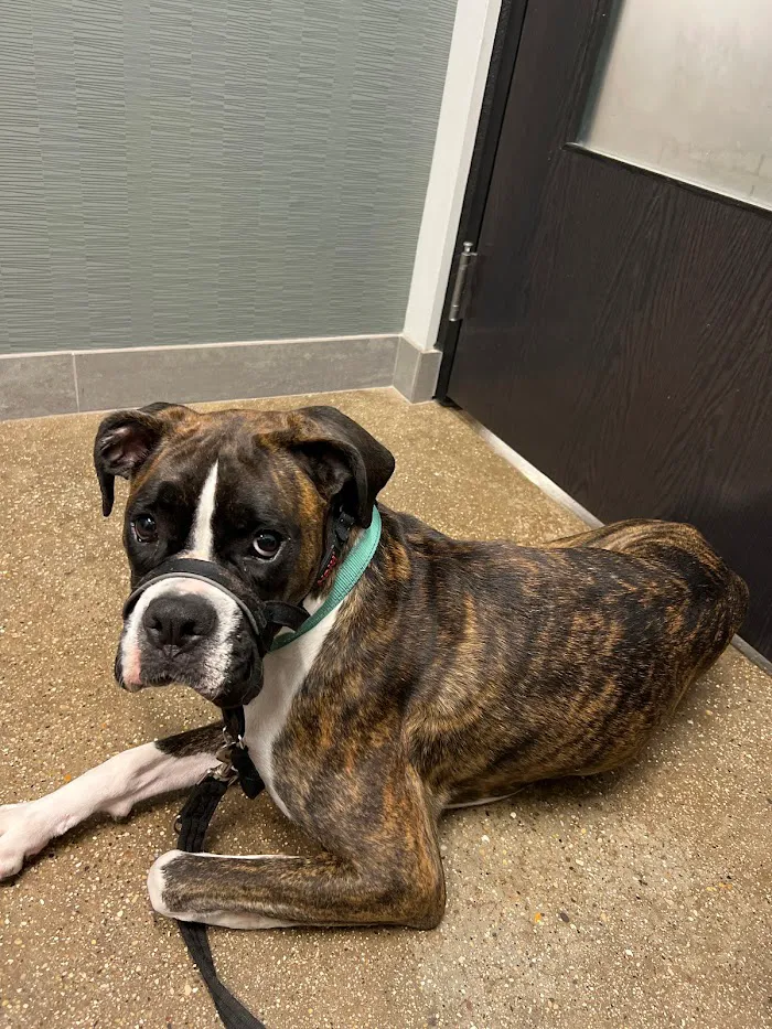 Wrigleyville Veterinary Center 12