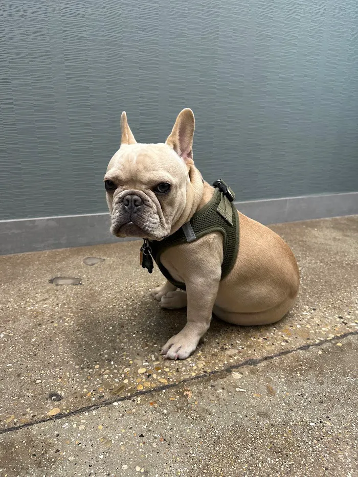 Wrigleyville Veterinary Center 12